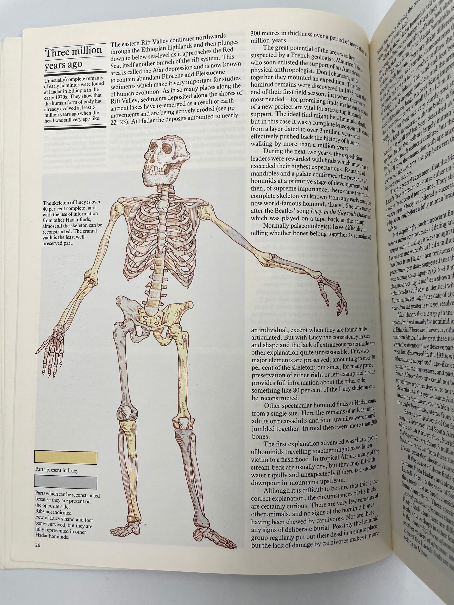 Page with an illustration of the famous Lucy skeleton from the book, ‘Ascent to Civilization’ by John Gowlett.