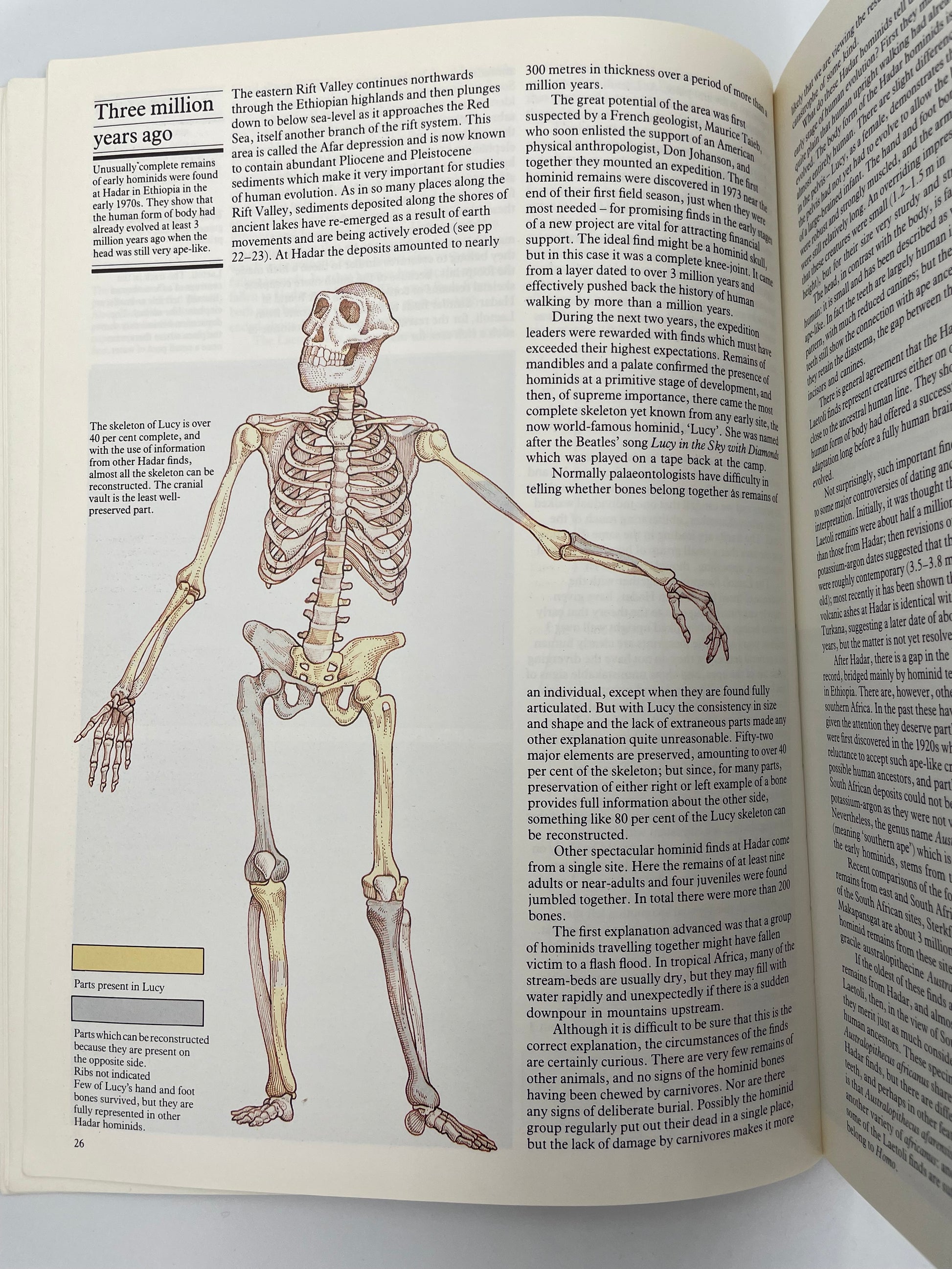 Page with an illustration of the famous Lucy skeleton from the book, ‘Ascent to Civilization’ by John Gowlett.