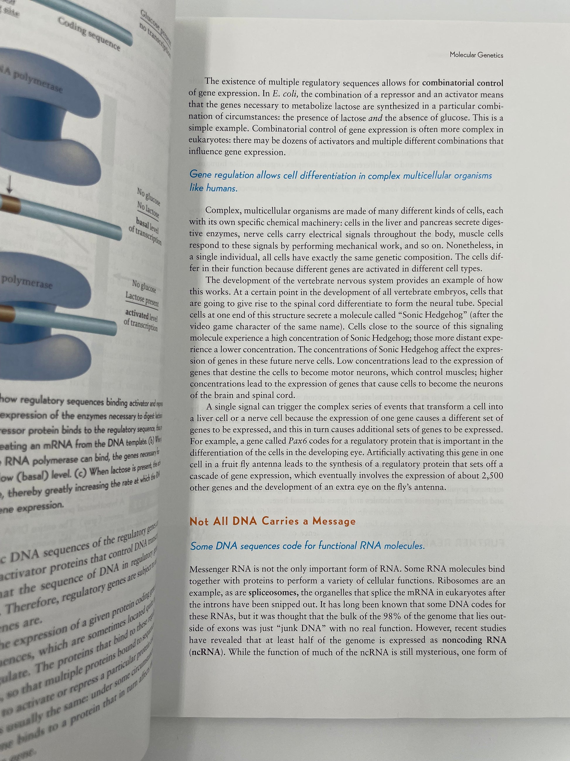 Random page on molecular genetics from ‘How Humans Evolved’ by Robert Boyd & Joan B. Silk.