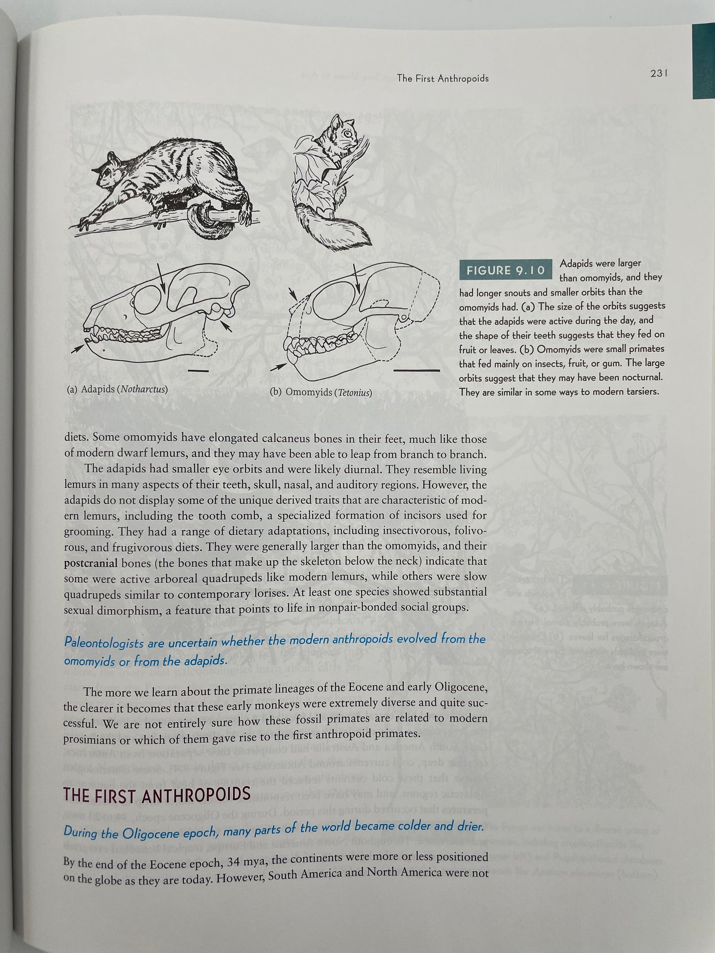 Page about anthropoids with illustrations from, ‘How Humans Evolved’ by Robert Boyd & Joan B. Silk.