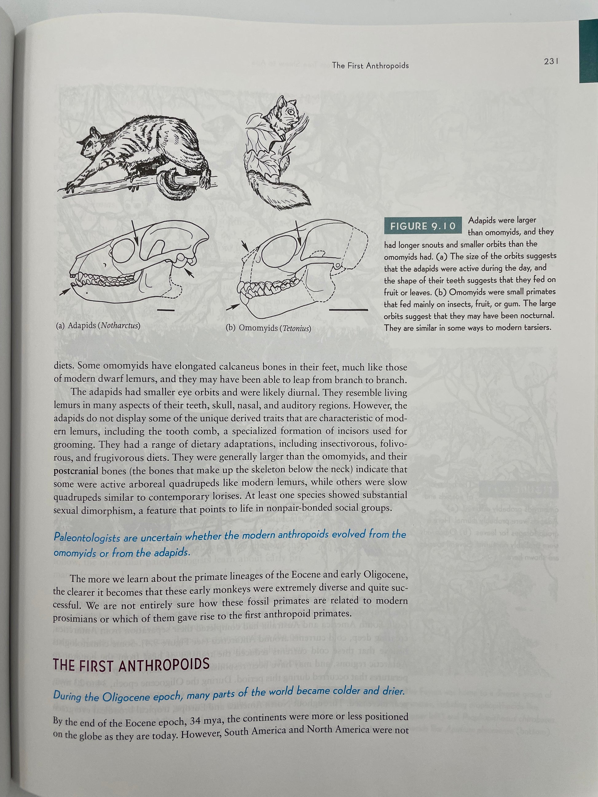 Page about anthropoids with illustrations from, ‘How Humans Evolved’ by Robert Boyd & Joan B. Silk.