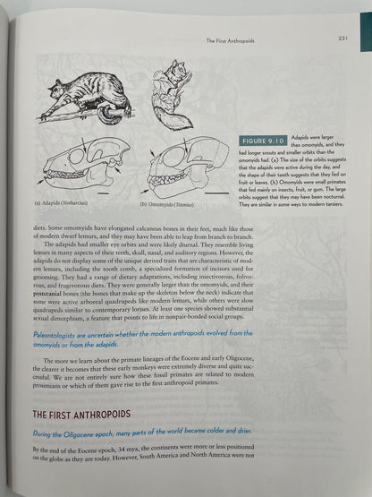 Page about anthropoids with illustrations from, ‘How Humans Evolved’ by Robert Boyd & Joan B. Silk.