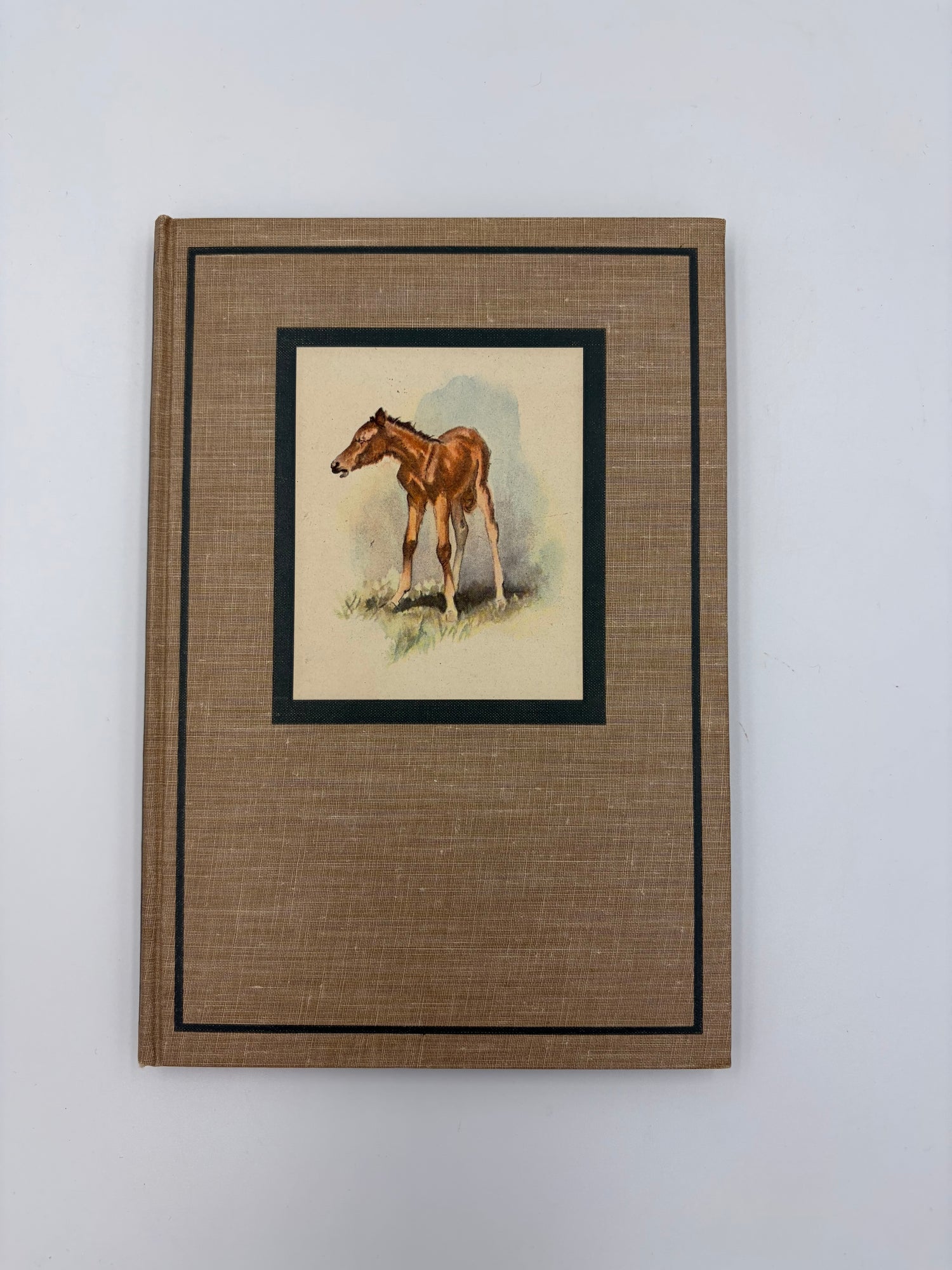 Book cover with an illustrated water colour vignette of a young horse from the book 'The Red Pony'.  